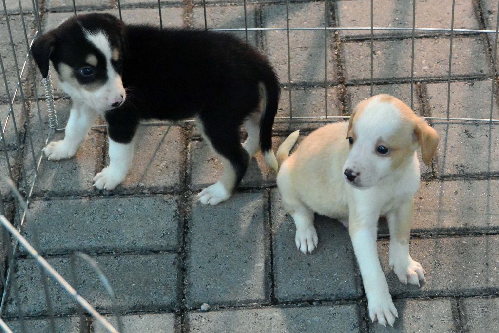 Saúde da Paraíba descarta intoxicação por metanol em paciente de Patos - Imagem do artigo original