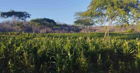 Polícia Civil prende três pessoas por tráfico de drogas em Piancó, no Sertão da Paraíba - Imagem do artigo original