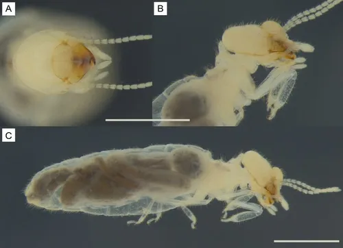 Nova espécie de cupim da Caatinga é identificada em Catolé do Rocha, Sertão da Paraíba - Imagem do artigo original